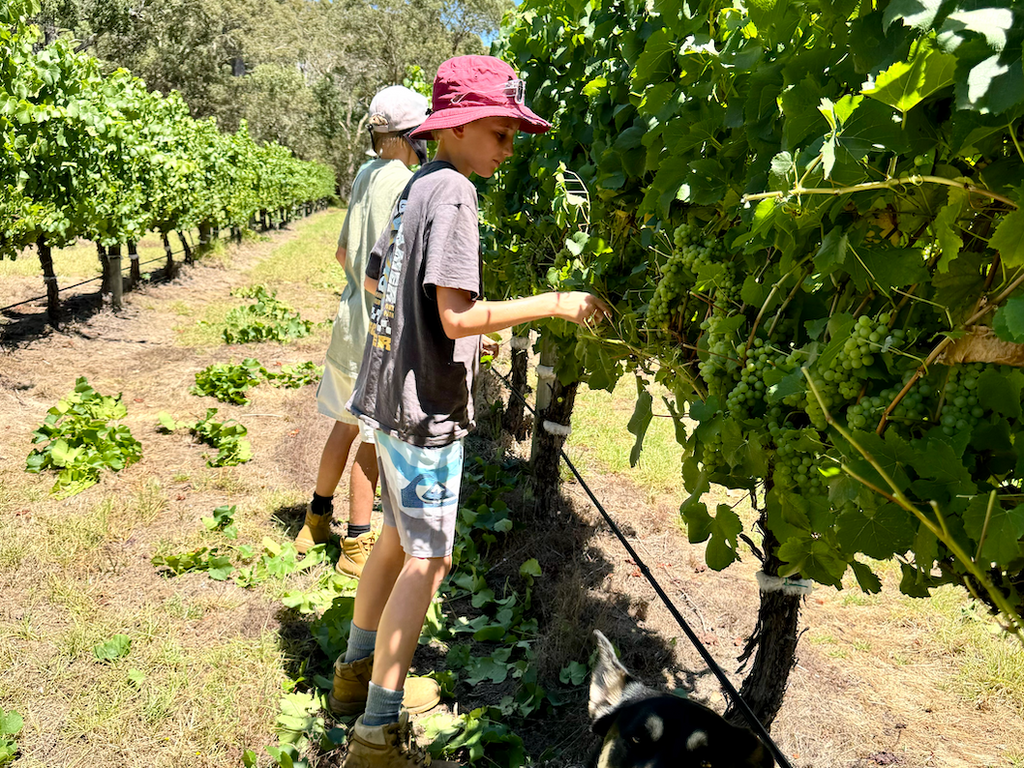 Leaf plucking family run vineyard